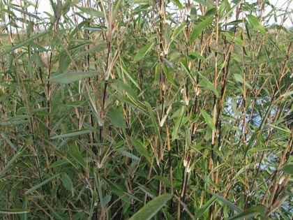 particuliere verkoop bamboe planten fargesia winter joy