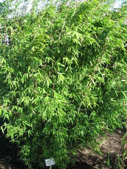 particuliere verkoop bamboe planten fargesia nitida pillar