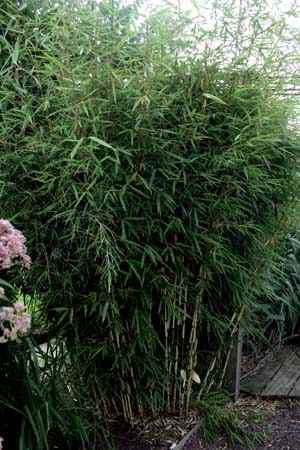 verkoop bamboe planten fargesia robusta campbell