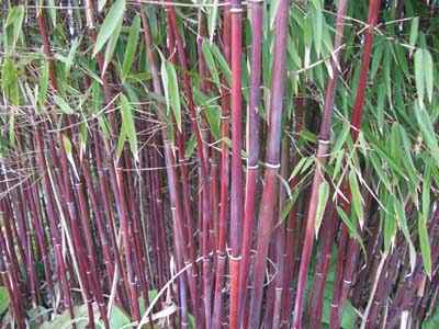 Hubert Hudson Beheer pleegouders Grassenerf - foto's van onze soorten bamboe. Sterke en groenblijvende  soorten.