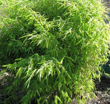 verkoop bamboe planten fargesia nitida volcano
