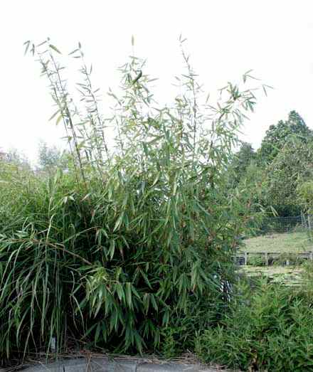 verkoop bamboe planten fargesia robusta Wolong