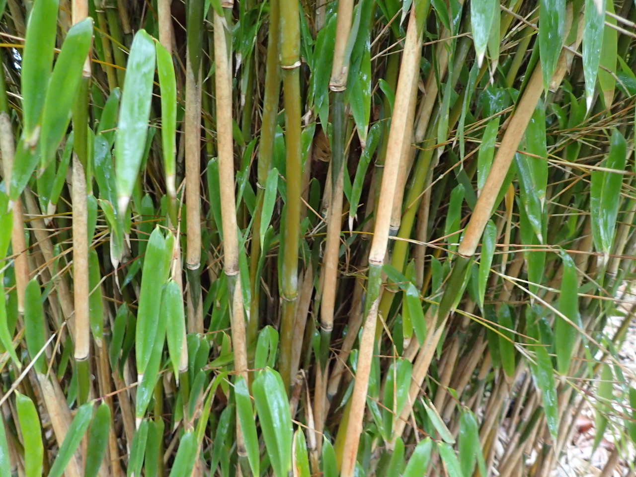 verkoop bamboe planten fargesia obelisk