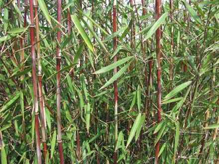verkoop bamboe planten. fargesia sp. jiu 9