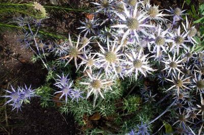 Eryngium bourgatii Blauwe distel Kruisdistel vaste planten verkoop