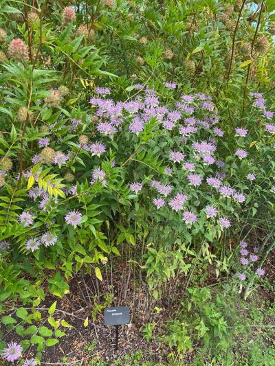 Monarda fistulosa – Wilde Bergamot. bijen en vlinderplant. verkoop vaste planten