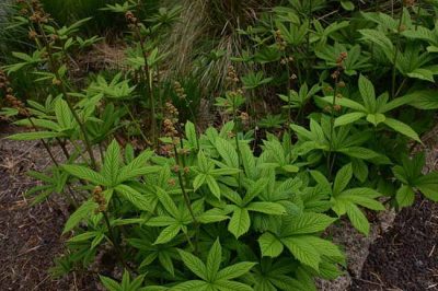Rodgersia aesculifolia Schout-bij-nacht . verkoop vaste plant. kastanje blad