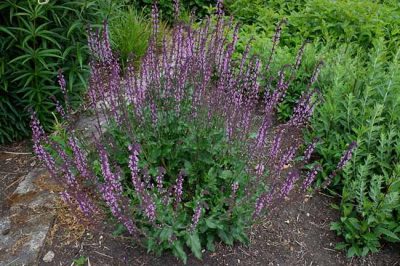 Salvia x sylvestris ‘Serenade’. bijen en vlinderplant. verkoop vaste planten