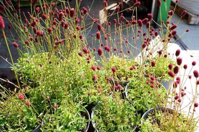 Sanguisorba officinalis ‘Tanna’- Pimpernel. verkoop vaste planten