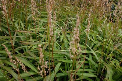 Spodiopogon sibiricus verkoop vaste planten siergrassen bamboe